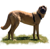 Kangal Turco